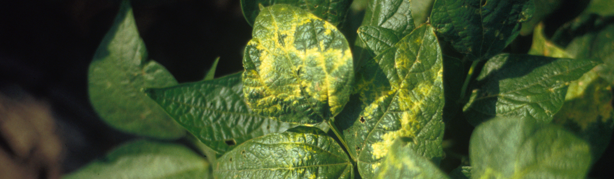 A dry bean plant with alfalfa mosaic has yellow pattern symptoms on its leaves caused by Alfalfa mosaic virus.