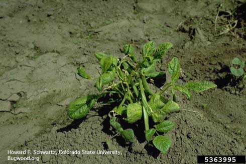 Stunting of bean plant caused by Bean Common Mosaic Virus (BCMV).