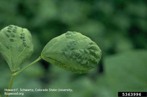 Leaf cupping and mosaic patterns on bean leaf caused by Bean Common Mosaic Virus (BCMV).