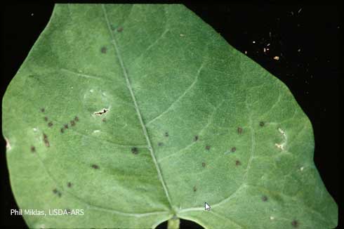 Small brown spots on bean foliage caused by Bean Common Mosaic Necrosis Virus.