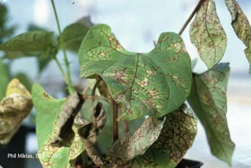 Necrosis on bean foliage caused by Bean Common Mosaic Necrosis Virus.