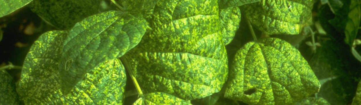 Yellow mottling caused by bean yellow mosaic virus.