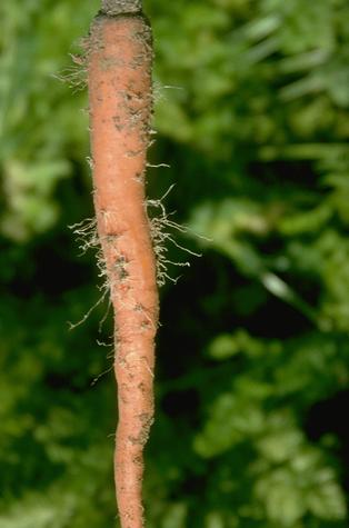 Hairy carrot roots caused by a beet leafhopper transmitted disease agent.