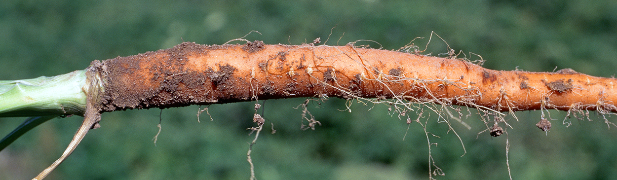 Proliferation of lateral roots (hairy roots) on a carrot root infected with beet leafhopper-transmitted virescence agent, a phytoplasma disease spread by the beet leafhopper, Circulifer tenellus.