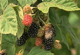 Blackberry fruit with grayish spores (center) of Botrytis fruit rot.