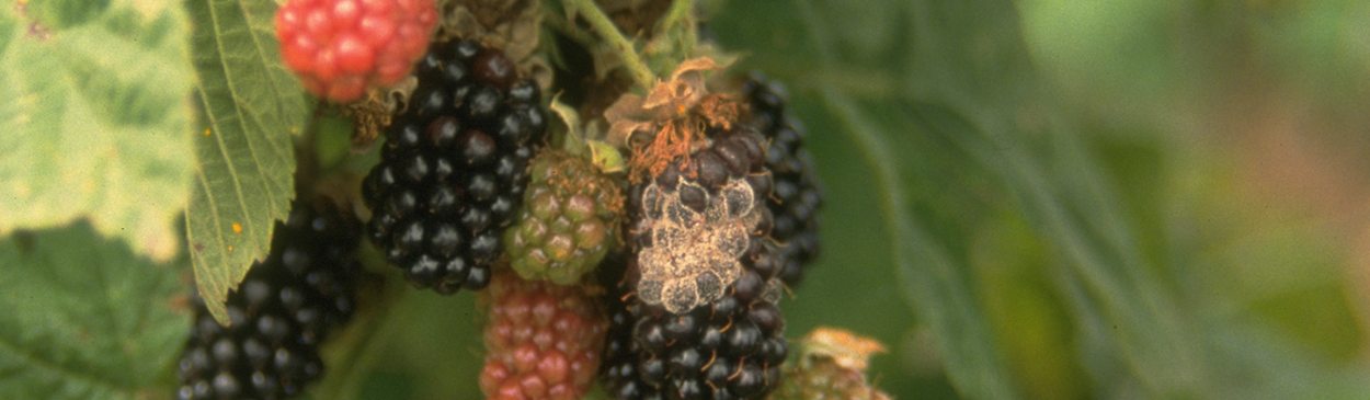 Botrytis fruit rot spores covering blackberry fruit.