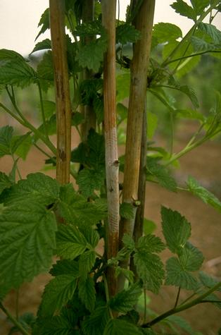 Black sclerotia (hardened masses of fungal mycelia) on a blackberry cane infected with gray mold, <i>Botrytis cinerea</i>.