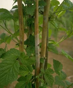 Black sclerotia of Botrytis fruit rot (center) on a gray, diseased section of a cane.