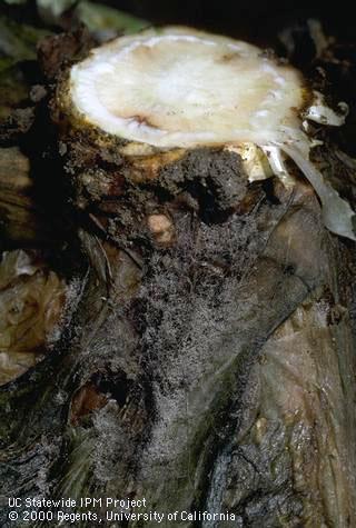 Crown damaged by Botrytis rot.