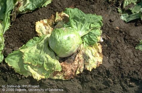 Foliage damaged by Botrytis rot.