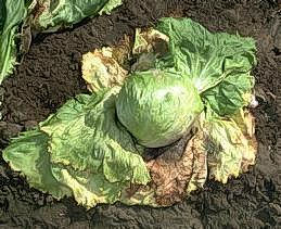 Wilt caused by Botrytis rot