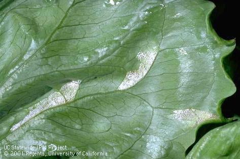 Foliage damaged by downy mildew.