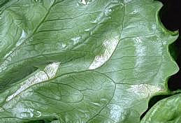 Fungal growth on underside of leaf