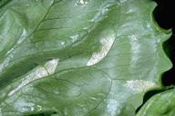 Downy mildew