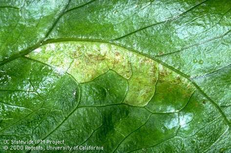 Foliage damaged by downy mildew.