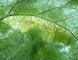 Yellow spots on upper surface of leaf