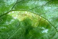 Downy mildew