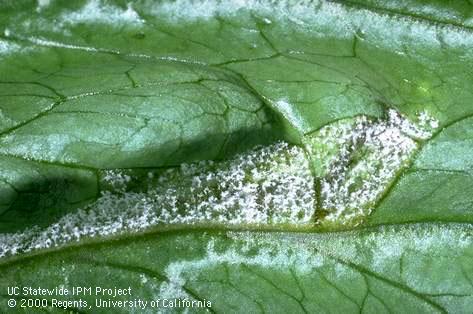 Downy mildew.