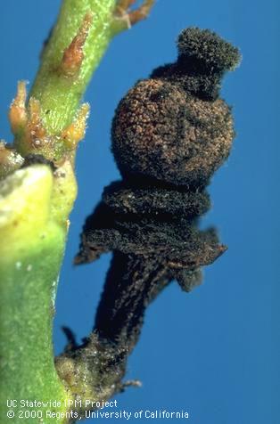 Fruit damaged by Botrytis rot.