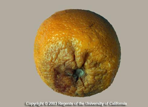 Soft brown decay at the stem end of an orange infected with, <I>Botrytis cinerea.</I> .