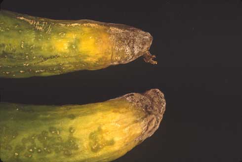 Soft, water-soaked, yellow ends of cucumber with gray mold caused by <i>Botrytis cinerea.</i>.