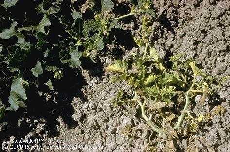 Curly top virus damage to cantaloupe leaves.