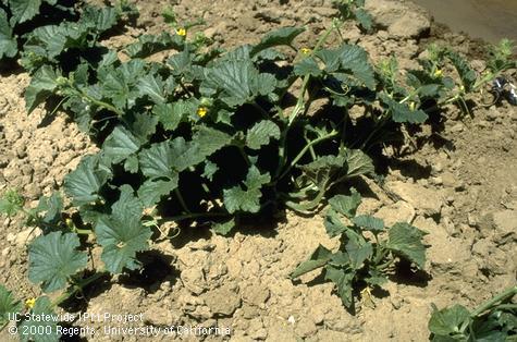 Curly top virus stunting a cantaloupe plant.