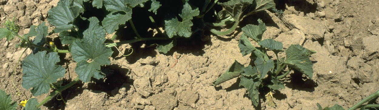 Stunting of a cantaloupe plant infected with beet curly top virus (lower right) compared to a healthy plant.