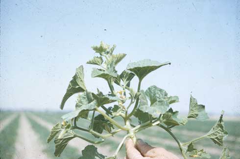 Symptoms of curly top caused by <i>Beet curly top virus</i> include short internodes and leaf curling.