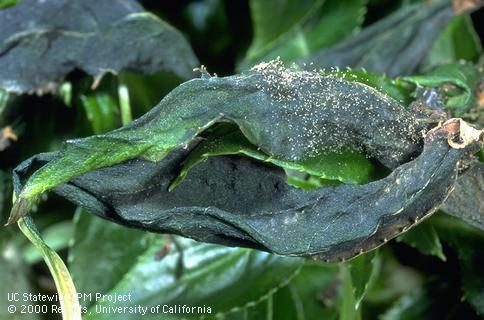 Dark decayed leaves with spores of gray mold, <i>Botrytis cinerea</i>.