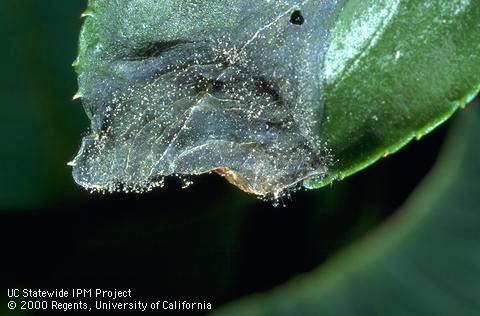 Decay and spores of Botrytis cinerea fungus.