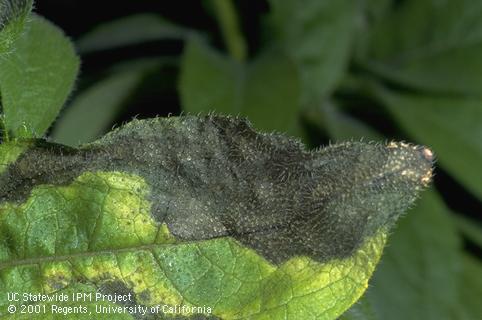 Foliage damaged by gray mold.