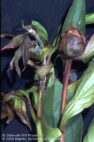 Flower bud and terminals damaged by Botrytis.