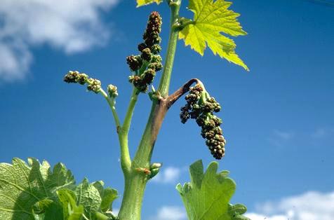 A cluster of grape flowers and its brown, wilted, dying stem (right) due to Botrytis bunch rot, or gray mold, <i>Botrytis cinerea</i>.