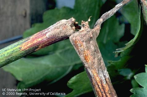 A grape shoot that became infected with gray mold, <i>Botrytis cinerea</i>, and developed brown decay and a covering of fuzzy, grayish spores of the fungus.