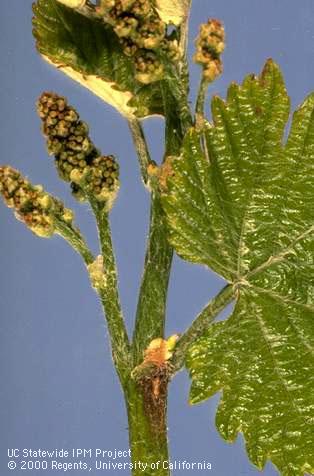 Brown lesion of gray mold, <i>Botrytis cinerea</i>, at the base of the petiole (node, bottom center) of a grape leaf.