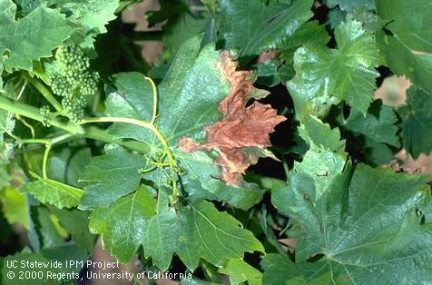 Foliage damaged by Botrytis bunch rot, gray mold.