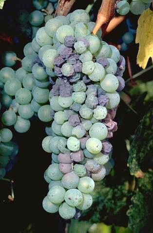 Fruit damaged by Botrytis bunch rot, gray mold.