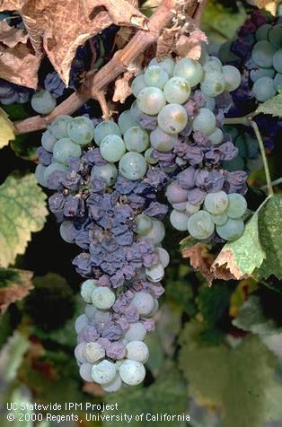 Fruit damaged by Botrytis bunch rot, gray mold.