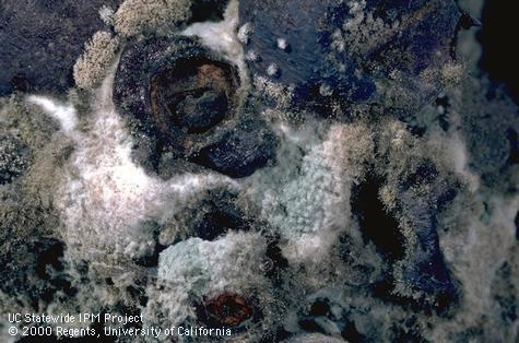 Fruit damaged by Botrytis bunch rot, gray mold.