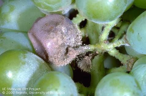 Botrytis bunch rot, gray mold.