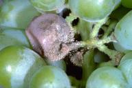 Botrytis bunch rot