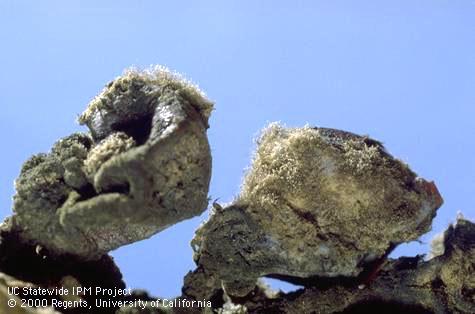 Botrytis bunch rot, gray mold.