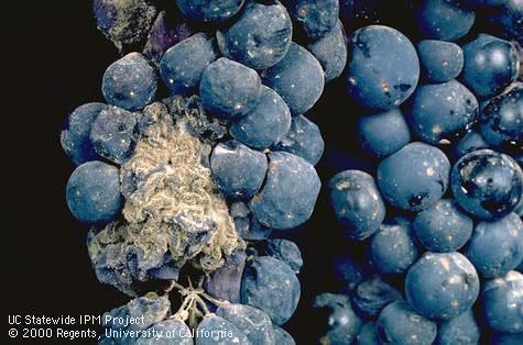 Botrytis bunch rot, gray mold.