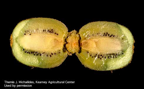 Kiwifruit affected by Botrytis fruit rot, <i>Botrytis cinerea.</i>.