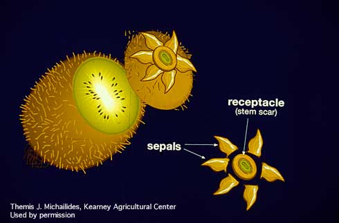 BOTMON protocol for sepal and/or receptacle evaluation.