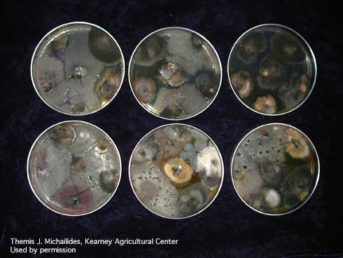 Botrytis cinerea colonies growing from the sepals and stem ends of kiwifruit.