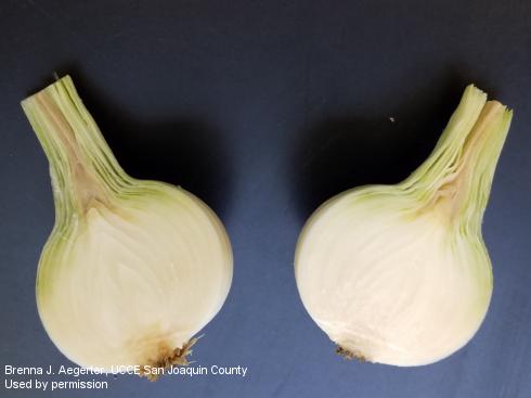 Bacterial bulb rot on onion moves down from the leaves into the neck and starts to rot the bulb from the top.