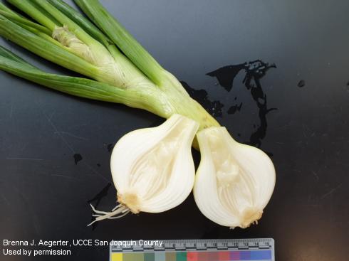 Symptoms of bacterial bulb rot in the center of an onion.