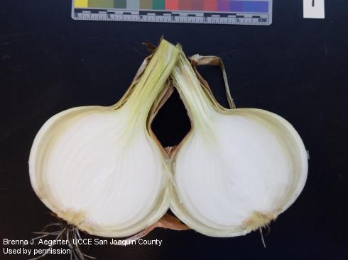 Symptom of bacterial bulb rot in the external scales of an onion.